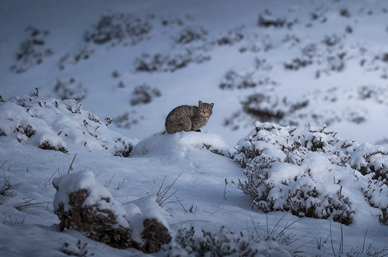 Gato montés en la nieve