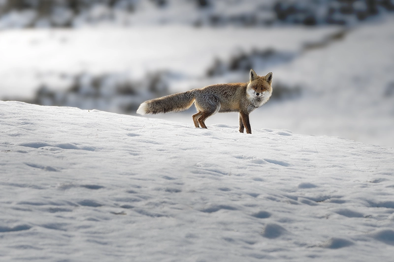 Zorro mirándome en pradera nevada