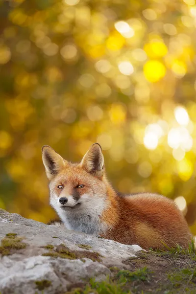 Zorro tumbado con fondo desenfocado