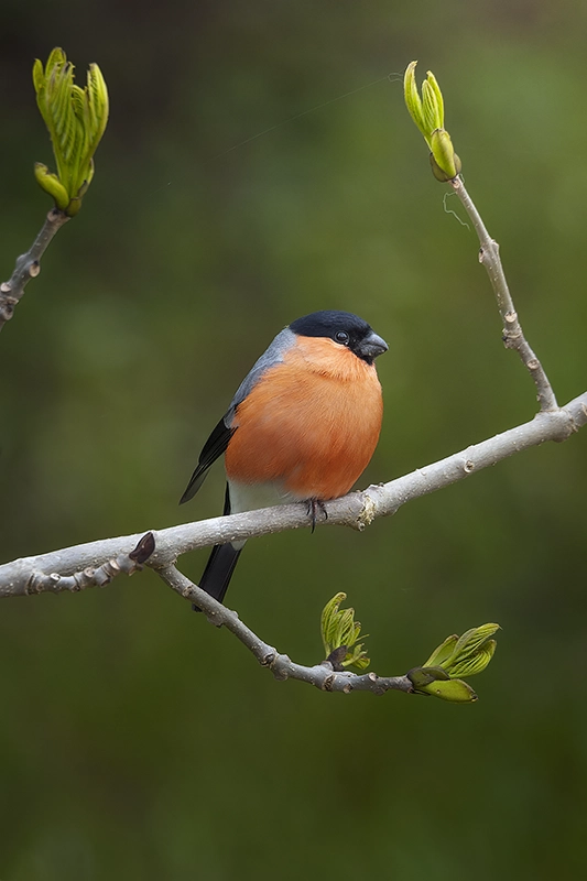Camachuelo posado en una ramita