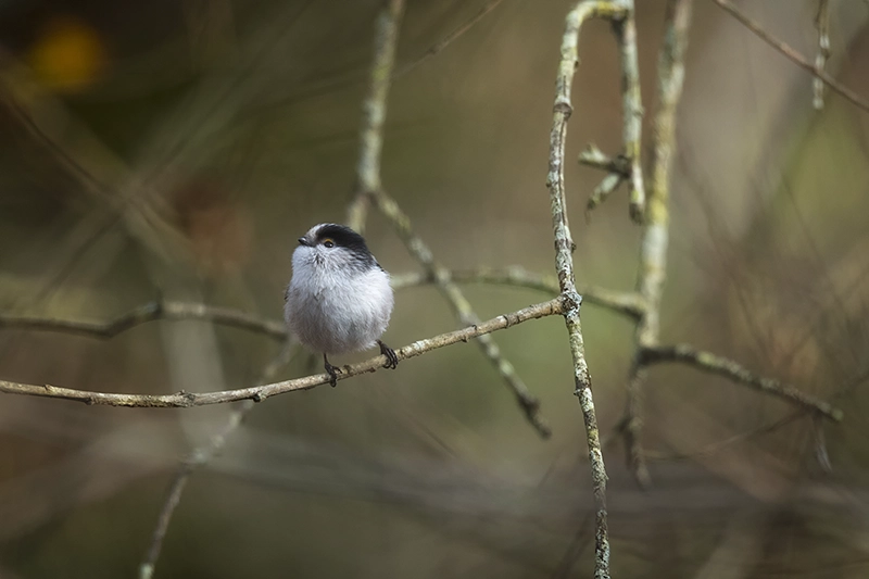Pajarito posado en una rama