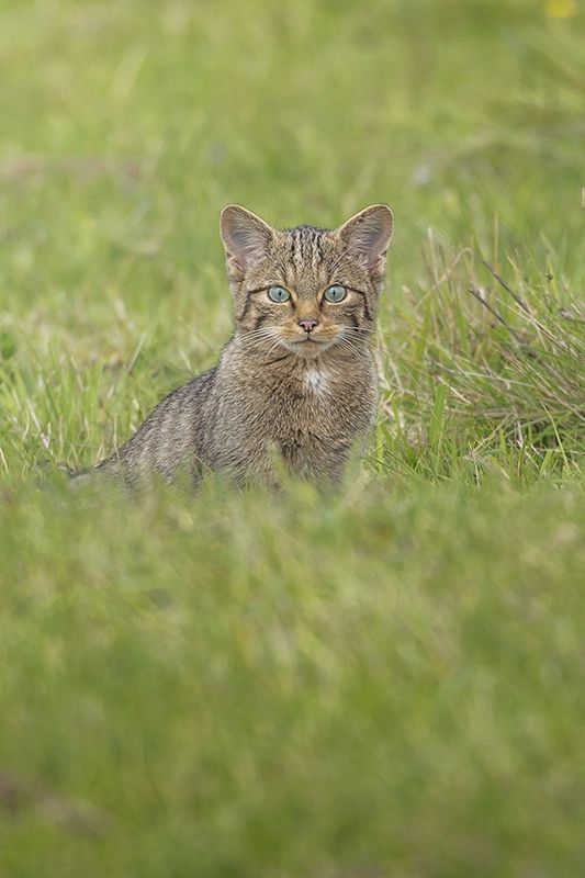 Cachorro de Gato montés en pradera verde