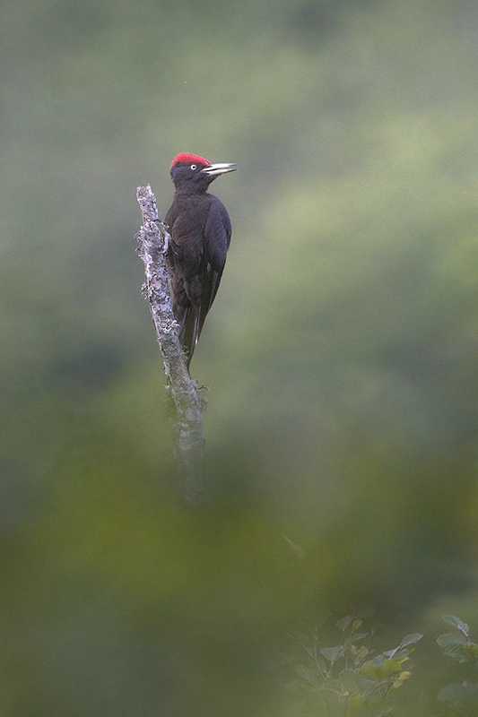 Picapinos posado en la punta de un árbol seco