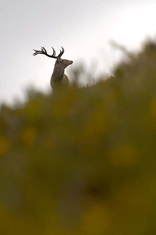 Ciervo entre arbustos desenfocados