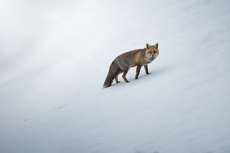 Zorro en ladera nevada