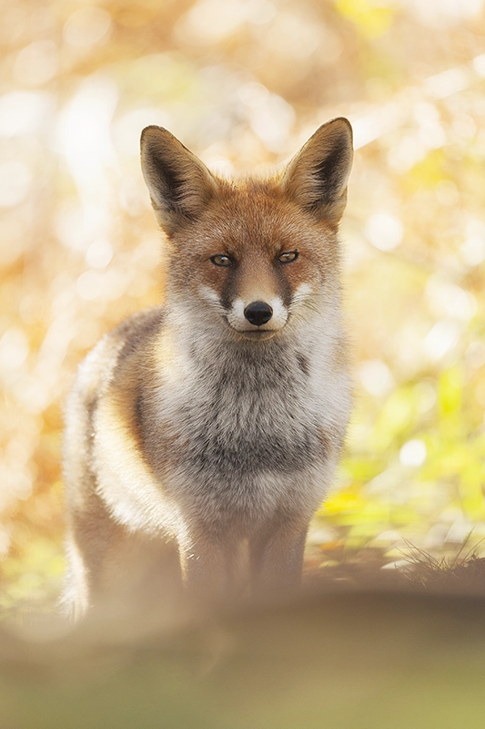 Zorro de frente con fondo de hojas otoñal desenfocado