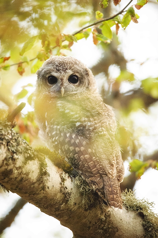 Cárabo entre las ramas de un haya al amanecer