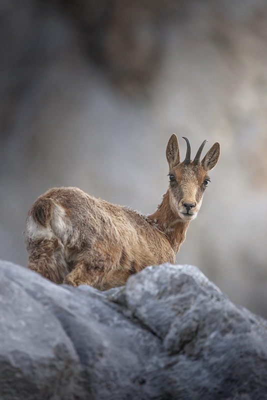 Rebeco entre rocas calizas