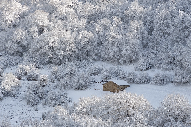 Invernal en un bosque nevado